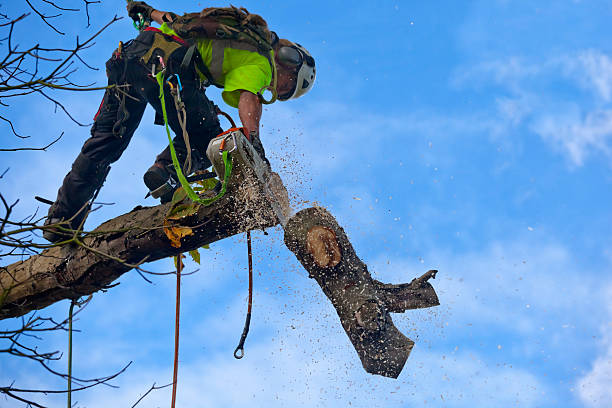 Best Hedge Trimming  in Bagley, MN